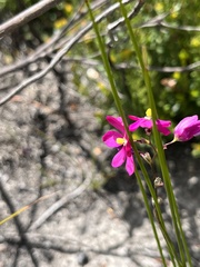 Ixia stricta