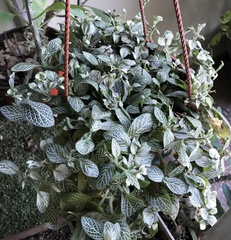 Fittonia