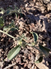 Ditaxis serrata
