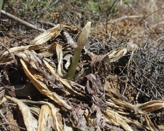 Drimia pancration