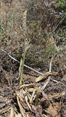 Drimia pancration