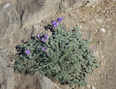Scutellaria tuvensis