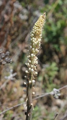Drimia pancration