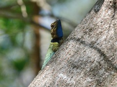 Sceloporus cyanogenys