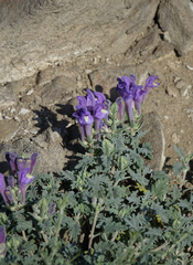 Scutellaria tuvensis