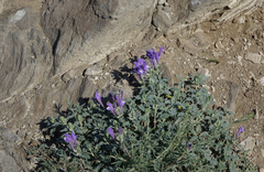 Scutellaria tuvensis