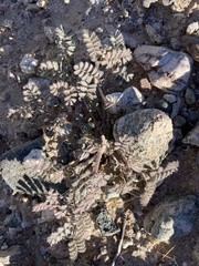 Dalea mollissima