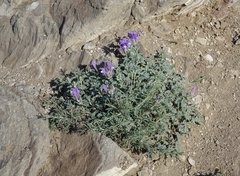 Scutellaria tuvensis