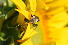 Apiomerus barbiellinii