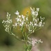 Eupatorium hyssopifolium - Photo (c) Ashley Morris, algunos derechos reservados (CC BY-NC)