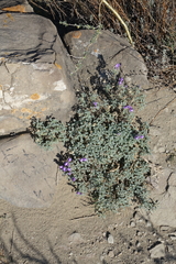 Scutellaria tuvensis