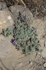 Scutellaria tuvensis