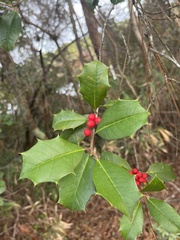 Ilex opaca