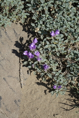 Scutellaria tuvensis