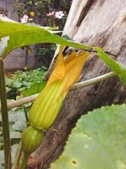 Cucurbita