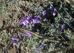 Scutellaria tuvensis