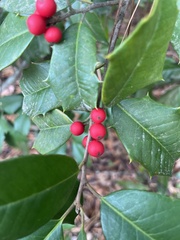 Ilex opaca