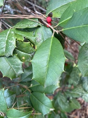 Ilex opaca