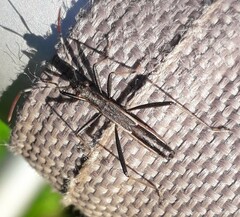 Micrelytra fossularum