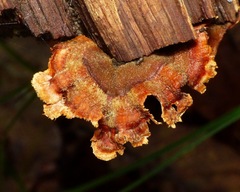 Stereum gausapatum
