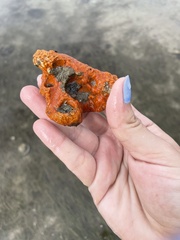Aplidium stellatum