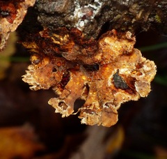 Stereum gausapatum
