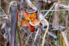 Sarracenia