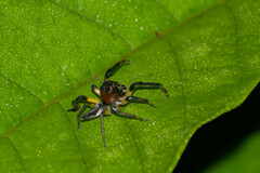 Amycini