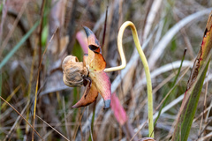 Sarracenia