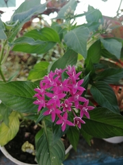 Pentas