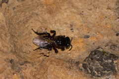 Meliponini