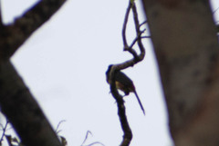 Pteroglossus pluricinctus