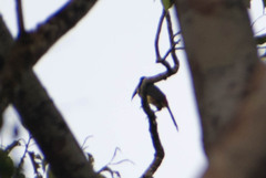 Pteroglossus pluricinctus