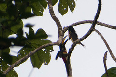 Pteroglossus pluricinctus