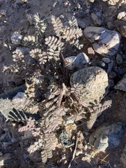 Dalea mollissima