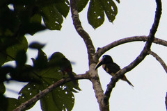 Pteroglossus pluricinctus