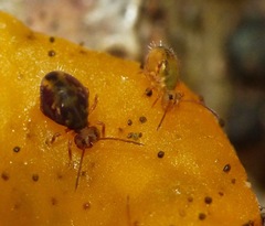 Dicyrtomina
