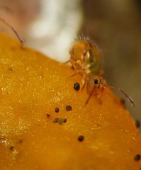 Dicyrtomina