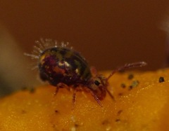 Dicyrtomina