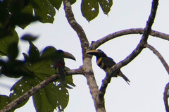 Pteroglossus pluricinctus