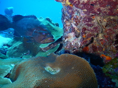 Mycteroperca interstitialis