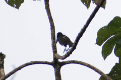 Pteroglossus pluricinctus