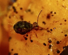 Dicyrtomina