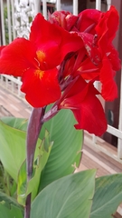 Canna × generalis