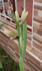 Canna × generalis