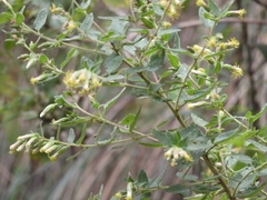 Brickellia secundiflora