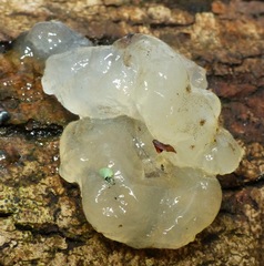 Exidia thuretiana