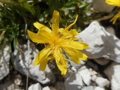 Scorzoneroides montana