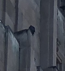 Falco peregrinus