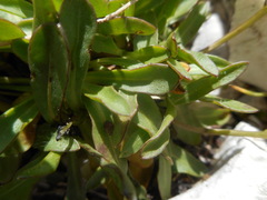 Scorzoneroides montana